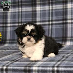 Bitsy Baby, Shih Tzu Puppy